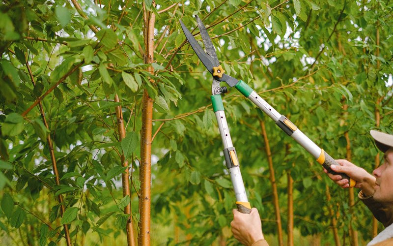 Tree trimming in Muskego, WI